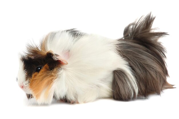 Meerschweinchen