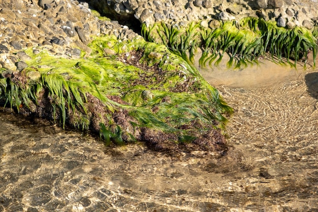 Meerwasser benetzt die Algen auf rauen Felsen am leeren Sandstrand Sonniger Sommertag