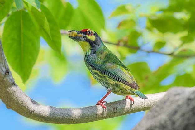 Foto megalaima haemacephala