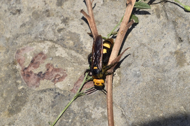 Megascolia maculata Die Mammutwespe