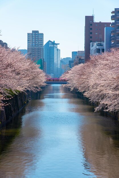 Meguro Sakura Cherry Blossom Festival Volle Blüte der Kirschblüte im Frühjahr am Fluss Meguro