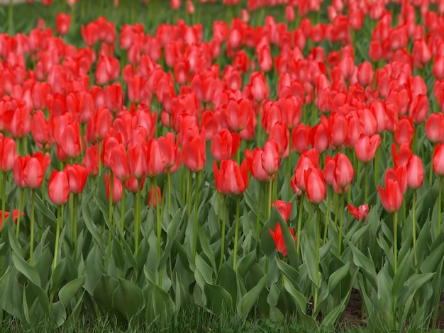 Mehr rotes Feld der Tulpen