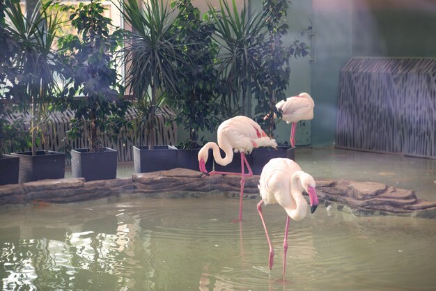 Mehrere Flamingos im Wasser