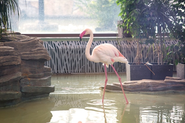 Mehrere Flamingos im Wasser