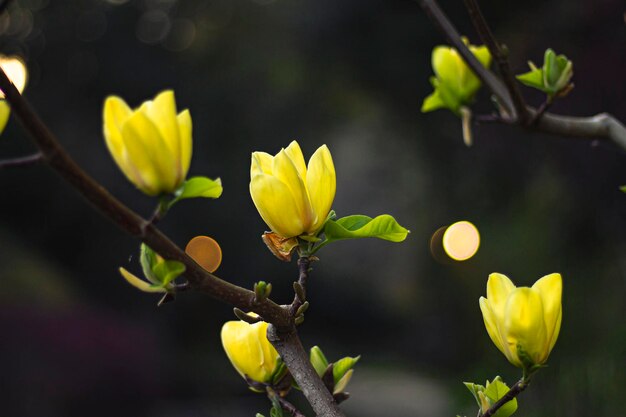 Foto mehrere gelbe magnolienblumen auf einem dunklen hintergrund und drei kleine lichter