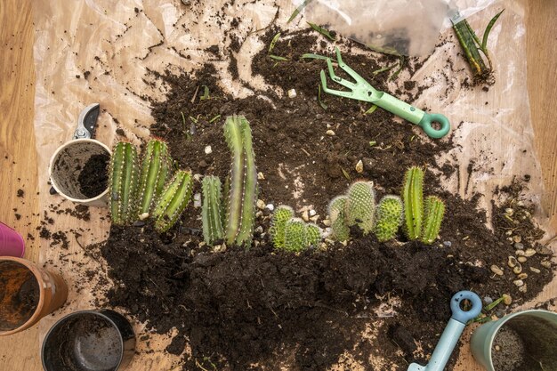 Mehrere Kakteen in einer Plastikfolie mit ihren Wurzelballen, bereit zum Umpflanzen in farbige Töpfe und dekorative Steine und Gartengeräte