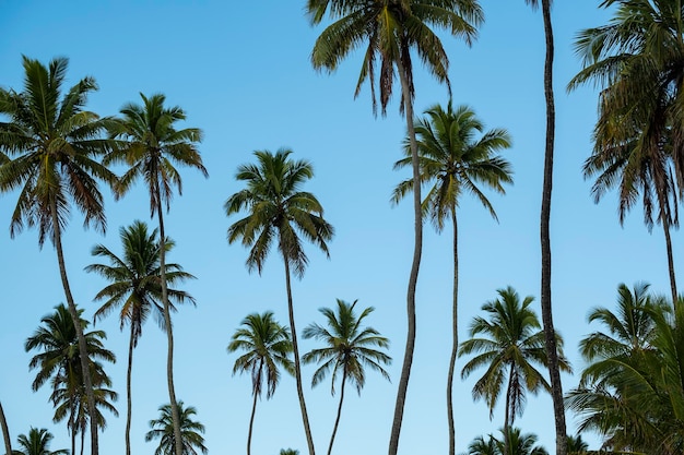 Mehrere Kokospalmen an sonnigen Tagen und blauem Himmel