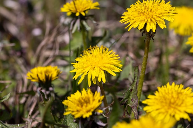 Mehrere Löwenzahnblumen auf dem Feld in der Frühjahrssaison