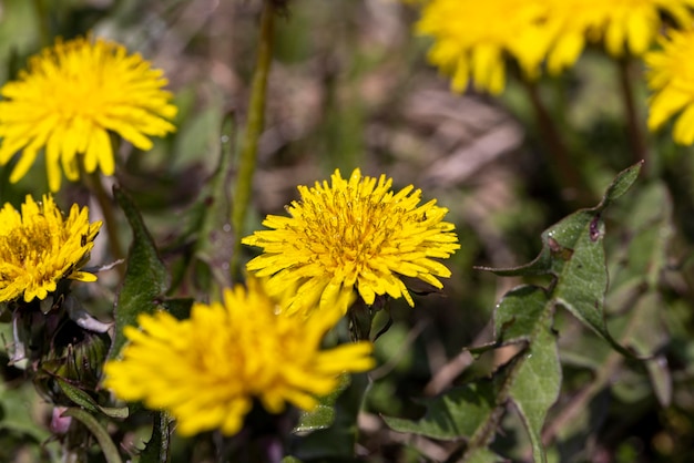 Mehrere Löwenzahnblumen auf dem Feld in der Frühjahrssaison