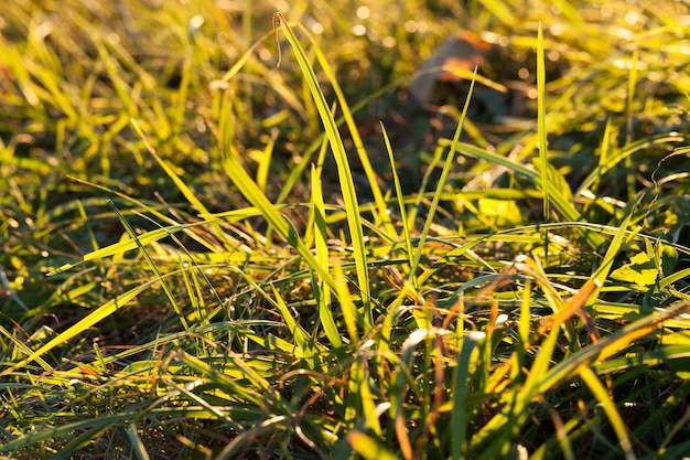 Mehrere neue sonnenlichtglänzende Weizenkeime, die an der Stelle wachsen, an der das Gras trocknet und gefriert