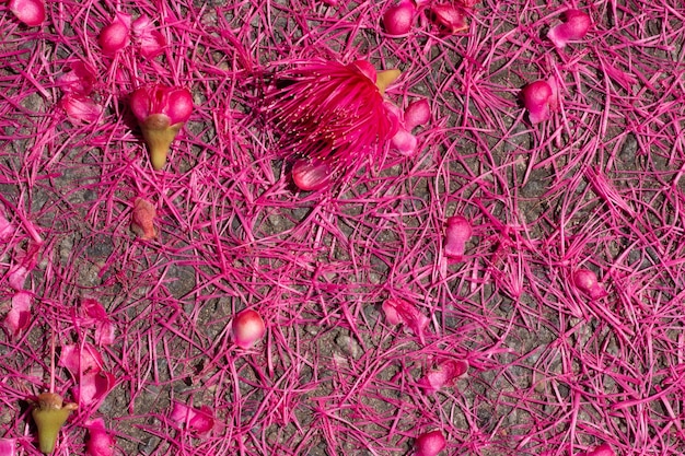 Mehrere rosa Blätter auf dem Boden