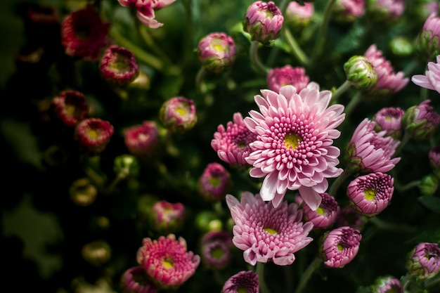 Foto mehrere rosa chrysanthemen beginnen zu blühen.