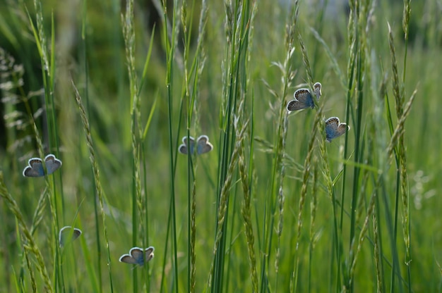 Mehrere ruhende gemeine blaue Schmetterlinge auf einem Feld