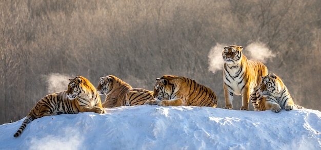 Mehrere sibirische Tiger auf einem schneebedeckten Hügel vor dem Hintergrund der Winterbäume. Sibirischer Tiger Park.