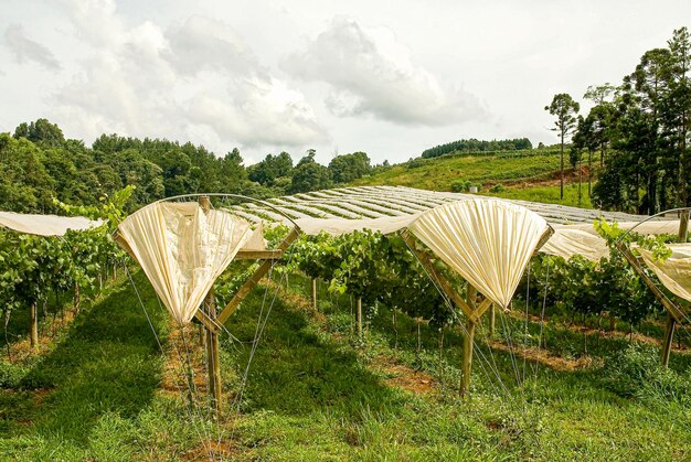 Mehrere Sorten von Trauben bereit, in den Weinbergen in Santa Catarina Land Brasilien geerntet zu werden