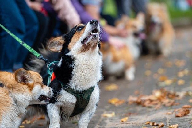 Mehrere walisische Corgis gehen an einem regnerischen Herbsttag mit ihren Besitzern spazieren