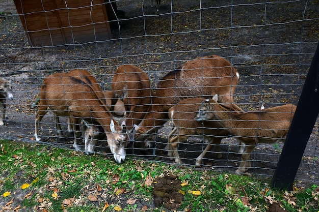 Mehrere wilde Ziegen und Zicklein in einem Drahtpferch fressen Gras