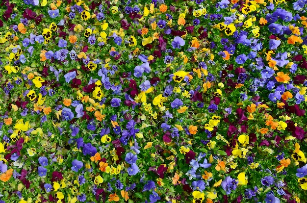 Mehrfarbenstiefmütterchenblumen oder -stiefmütterchen schließen oben als Hintergrund oder Karte