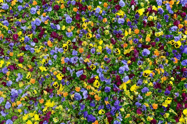 Mehrfarbenstiefmütterchenblumen oder -stiefmütterchen schließen oben