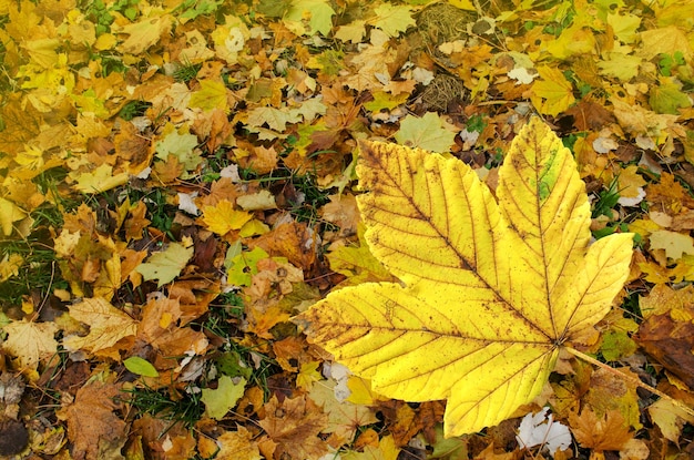 Mehrfarbige Ahornblätter Orange, gelb, rot Ahornblätter Herbst Hintergrund Bunte Blätter im Herbst