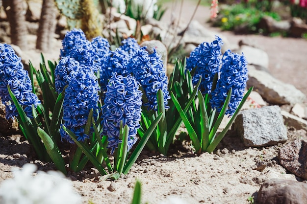 Mehrfarbige Blumen Hyazinthen blühen im Frühling Garten mit sonnigen Strahlen traditionelle Osterblumen Ostern Frühling Hintergrund selektiver Fokus Blühende rosa Hyazinthen an sonnigen Tagen in der Natur