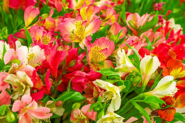 Mehrfarbige Blumen in einem Blumenstrauß Schöner Naturhintergrund