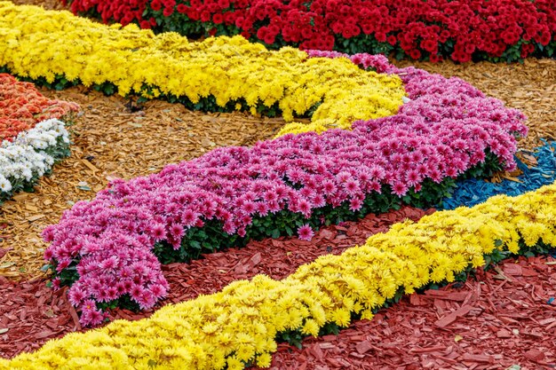 Mehrfarbige Blumenbeete mit wunderschönen Chrysanthemen