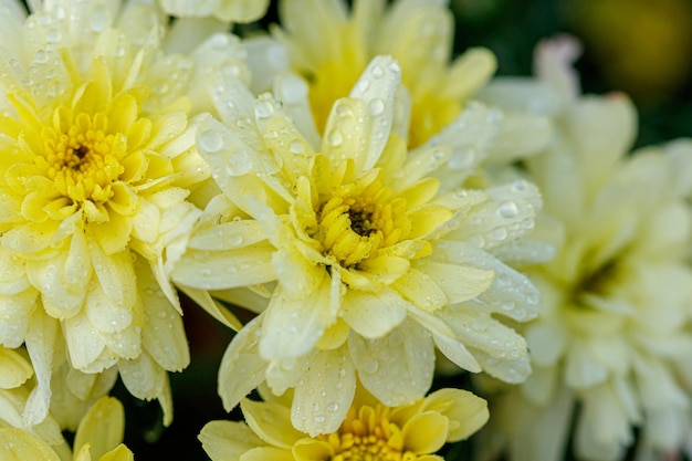 Mehrfarbige Blumenbeete mit wunderschönen Chrysanthemen