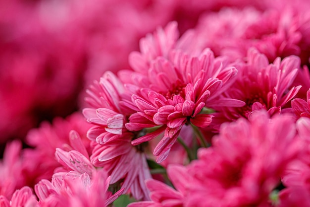 Mehrfarbige Blumenbeete mit wunderschönen Chrysanthemen