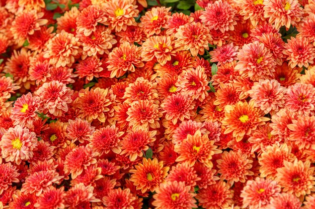 Mehrfarbige Blumenbeete mit wunderschönen Chrysanthemen