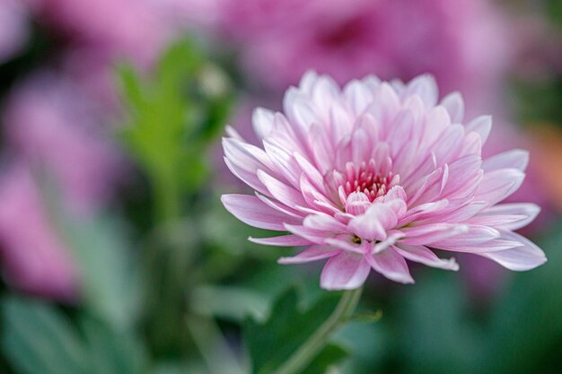 Mehrfarbige Blumenbeete mit wunderschönen Chrysanthemen