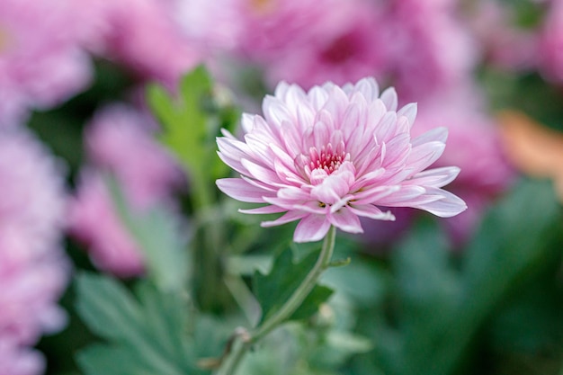 Mehrfarbige Blumenbeete mit wunderschönen Chrysanthemen