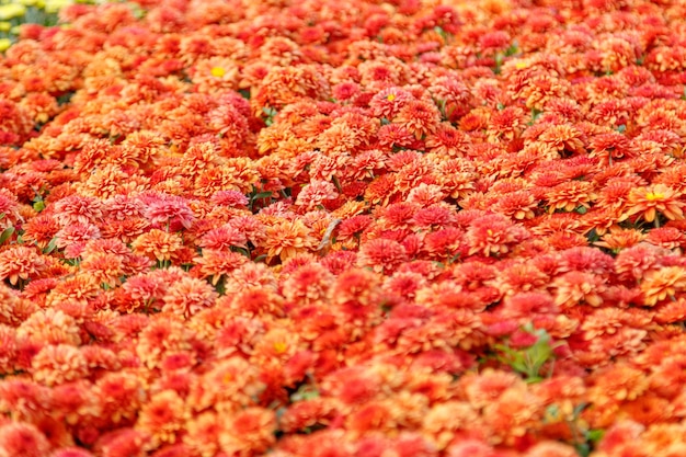 Mehrfarbige Blumenbeete mit wunderschönen Chrysanthemen