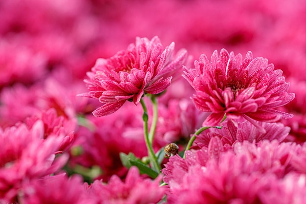 Mehrfarbige Blumenbeete mit wunderschönen Chrysanthemen