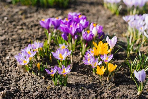 Mehrfarbige Frühlingsblumen Krokusse an einem sonnigen Tag im Garten