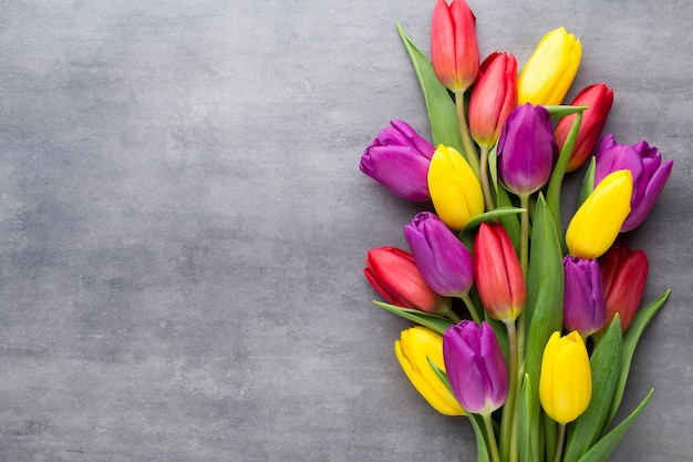 Mehrfarbige Frühlingsblumen, Tulpe auf grauem Hintergrund.