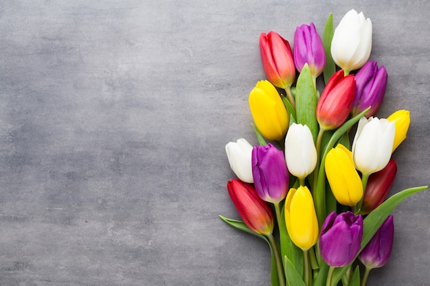 Mehrfarbige Frühlingsblumen, Tulpe auf grauem Hintergrund.