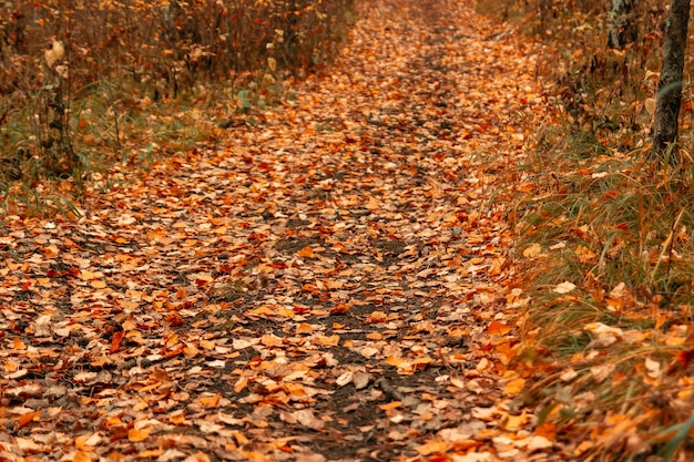 Mehrfarbige Herbstblätter aus Birke und Nadeln. Herbst natürlicher Hintergrund