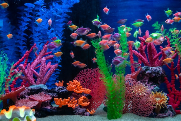 Mehrfarbige kleine Fische im Aquarium. Fisch namens Ternetia Caramel oder Black Tetra.