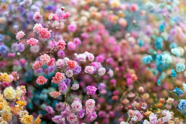 Mehrfarbige kleine schöne dekorative Blumen.