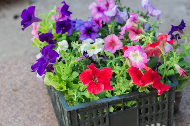 Mehrfarbige Petunia-Blumen, die bereit sind, im Garten gepflanzt zu werden