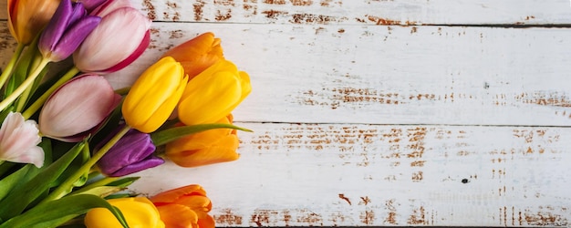 Mehrfarbige Tulpen auf weißem Holzhintergrund die Ansicht von oben mit Platz für Text Horizontaler breiter Foto-Untertitel-Cover-Copyspace