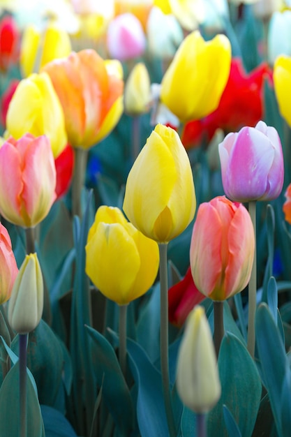 Mehrfarbige Tulpen im Garten