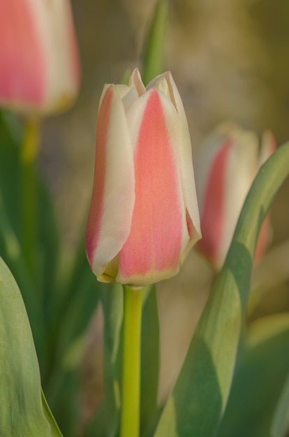 Mehrfarbige Tulpen wachsen auf einem Feld im Garten Bunte Frühlingsblumen Tulpen