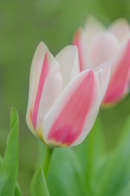 Mehrfarbige Tulpen wachsen auf einem Feld im Garten