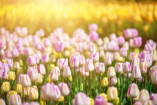 Mehrfarbige Tulpenblumen