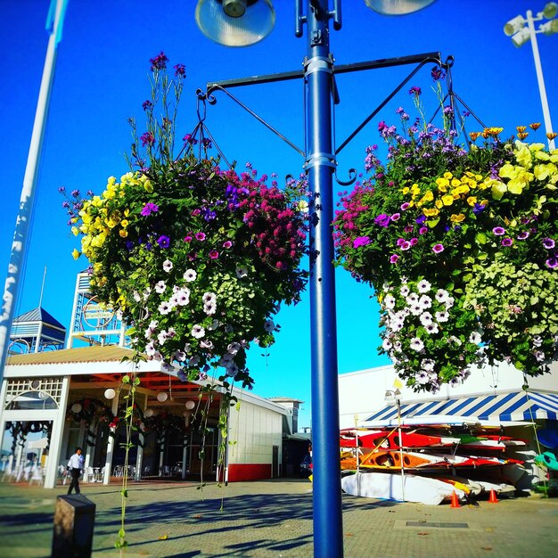 Mehrfarbiger Blumenbaum vor blauem Himmel