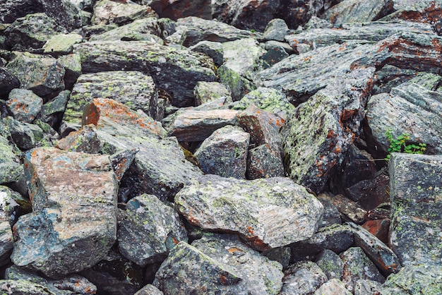 Mehrfarbiger Flusssteinstrom. Loose Rock hautnah. Pflanzen zwischen zufällig verstreuten Steinen. Erstaunlicher ausführlicher Hintergrund von Hochlandflusssteinen mit Moosen und Flechten. Natürliche Beschaffenheit des Gebirgsgeländes