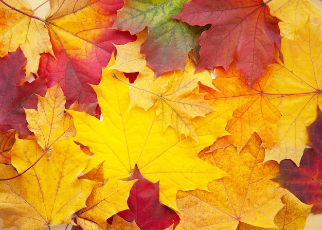 Mehrfarbiger hintergrund von herbstblättern, ansicht von oben