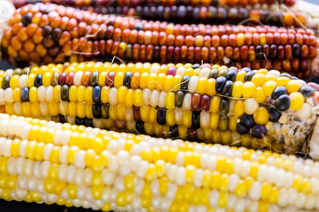 Mehrfarbiger indischer Mais für Thanksgiving-Dekoration.